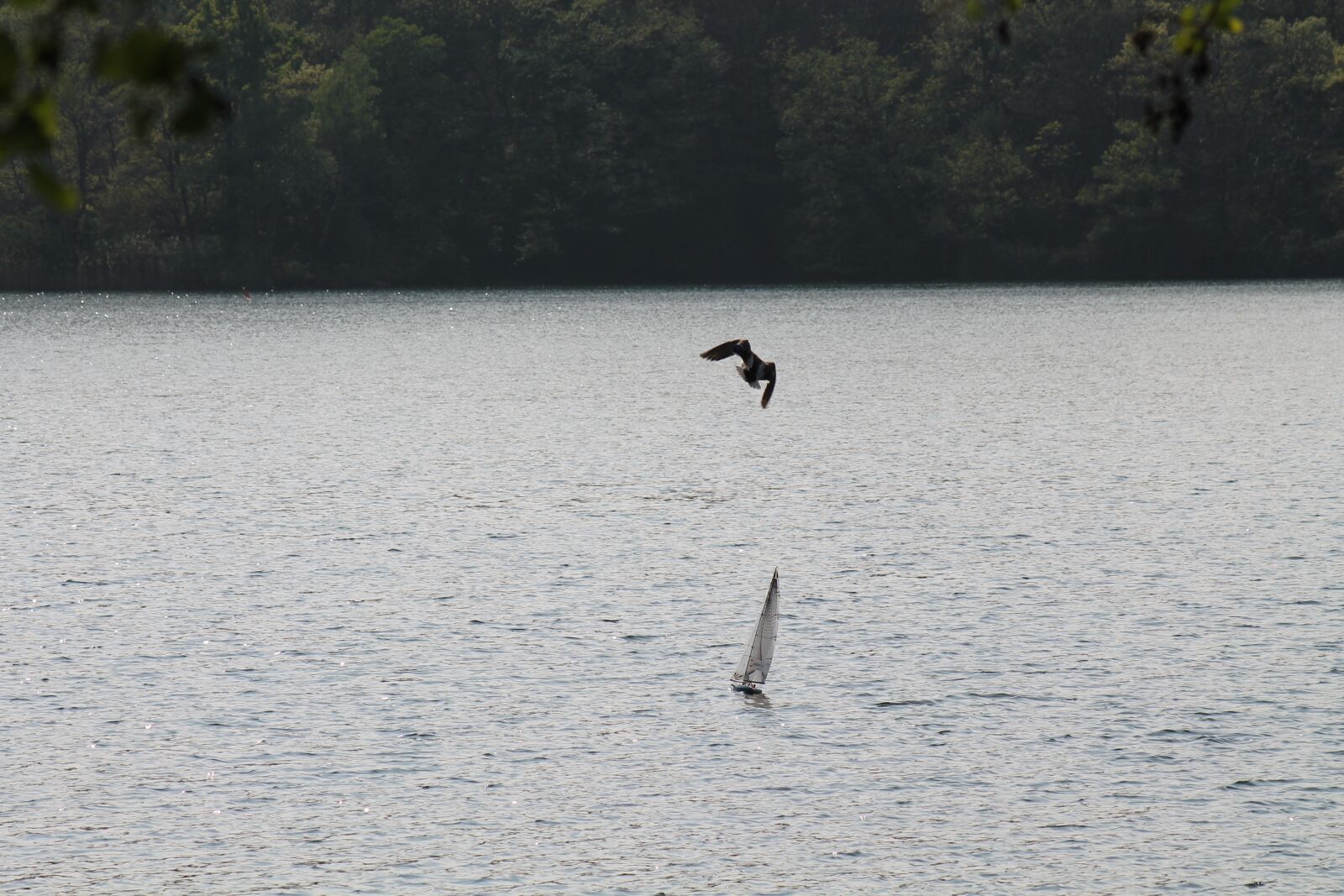 Canon EOS 1100D (EOS Rebel T3 / EOS Kiss X50) + Canon EF 75-300mm f/4-5.6 sample photo. Lake, flight, boat sail photography