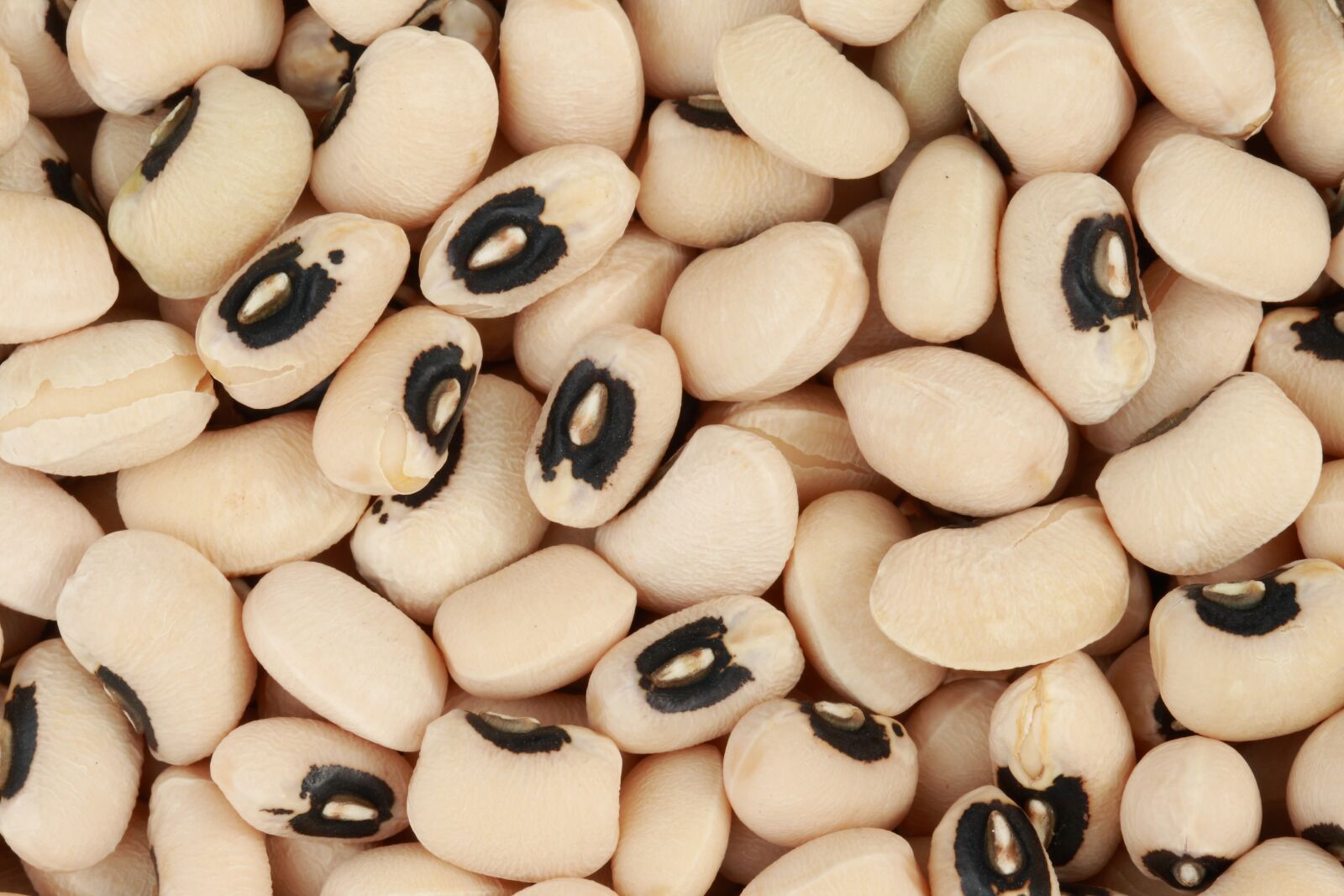 Canon EOS 400D (EOS Digital Rebel XTi / EOS Kiss Digital X) sample photo. Black eyed peas, beans photography
