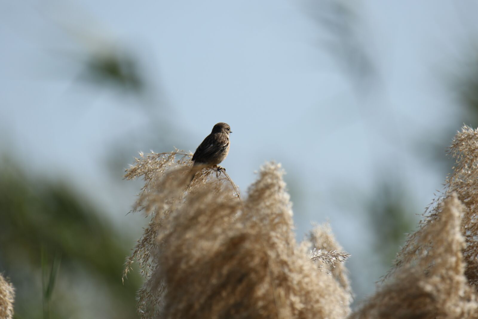 Canon EOS 7D Mark II sample photo. Bird, nature, branch photography