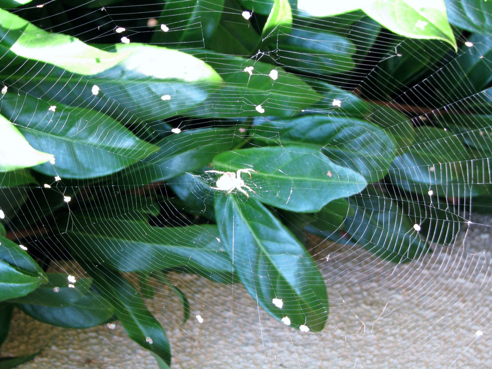 Canon POWERSHOT S5 IS sample photo. Spider, spider web, web photography