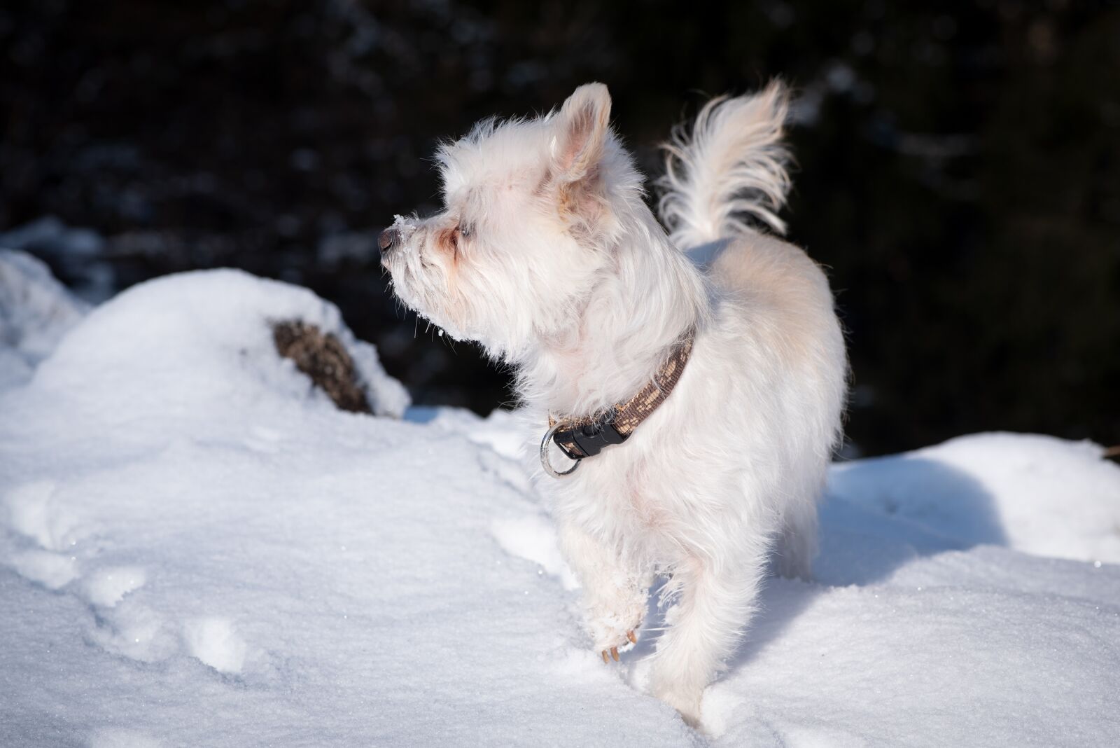 Nikon D750 sample photo. Dog, white, winter photography