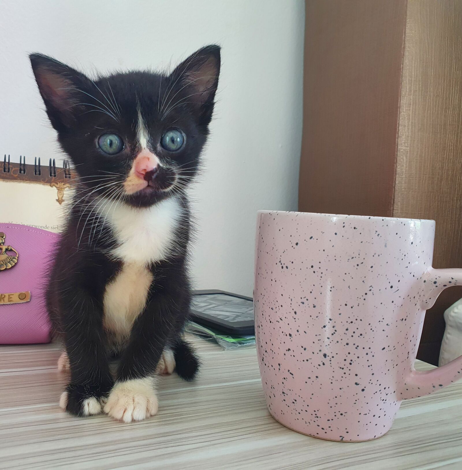 Samsung Galaxy S10 sample photo. Barely a mug's size photography