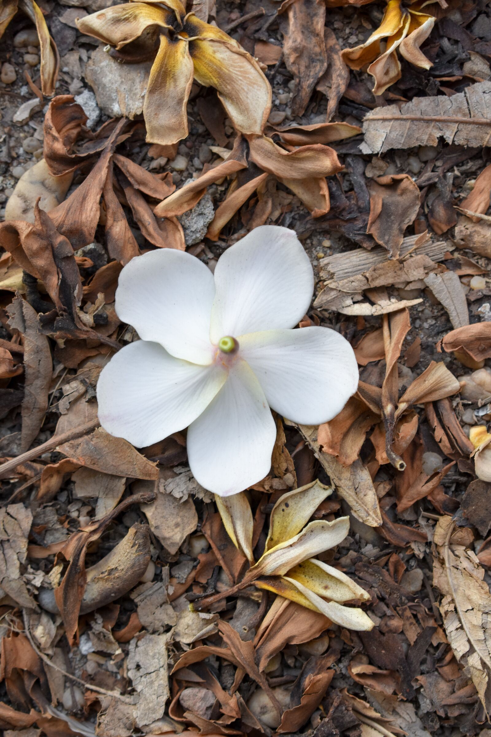 Nikon D3400 sample photo. Flower, brown, autumn photography