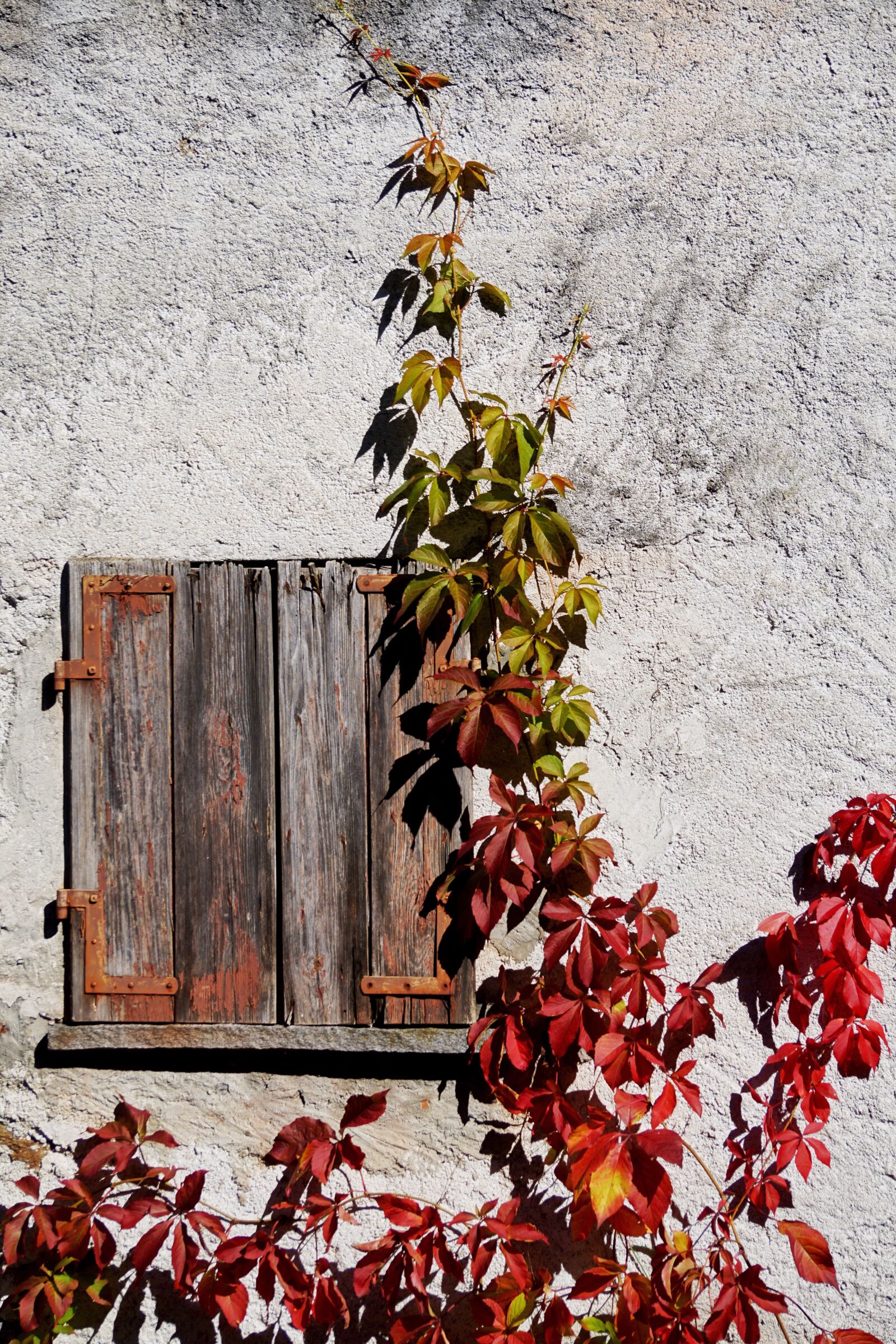 Sony DT 55-300mm F4.5-5.6 SAM sample photo. Grapevine, wine partner, autumn photography