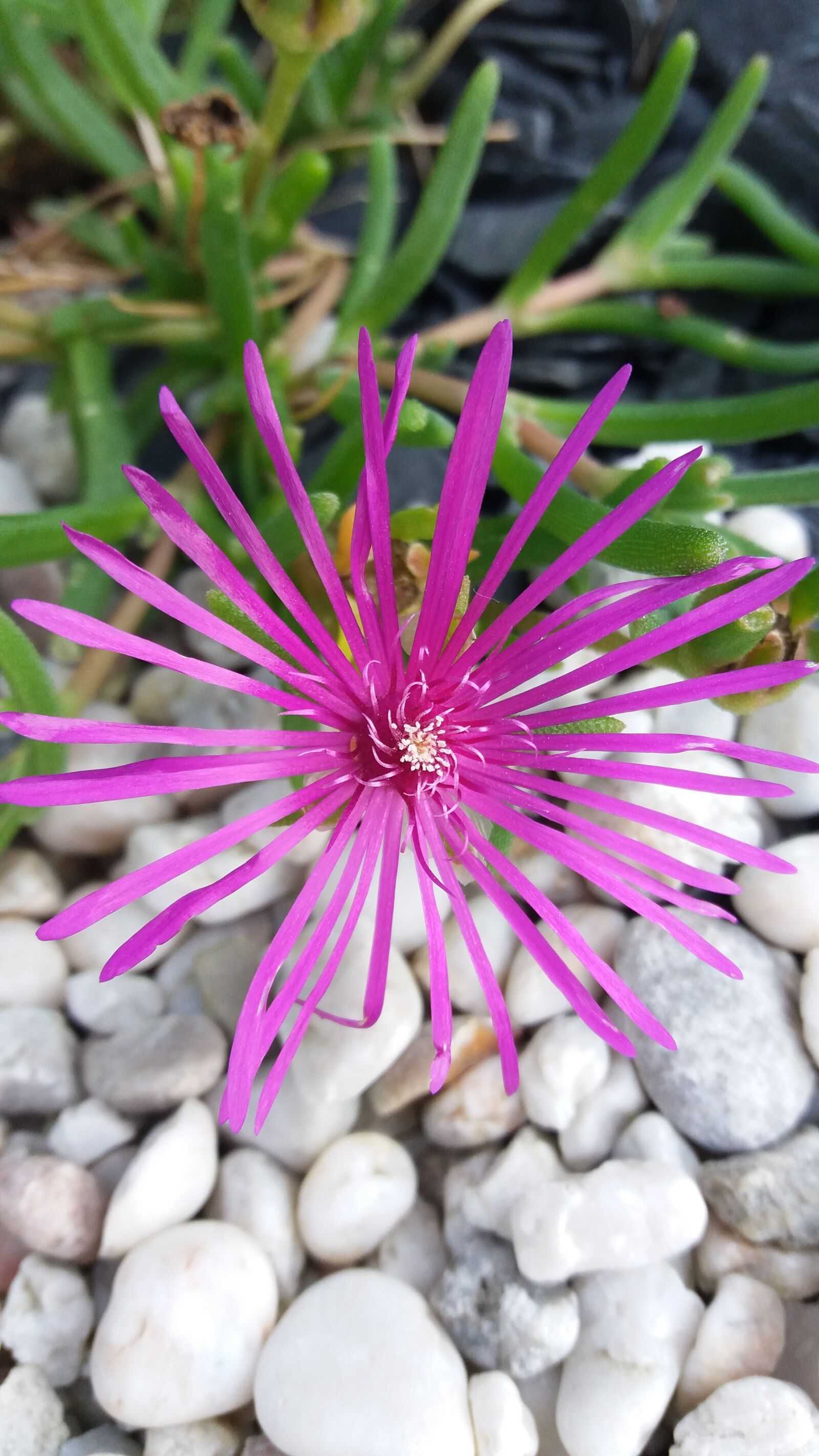 Samsung SM-J500FN sample photo. Flower, purple, stones photography