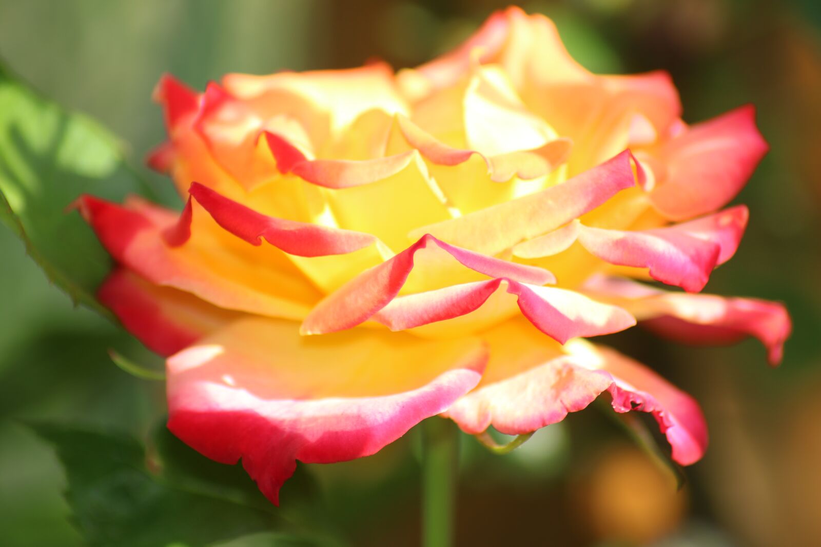Canon EOS 750D (EOS Rebel T6i / EOS Kiss X8i) sample photo. Rose, flower, blossom photography
