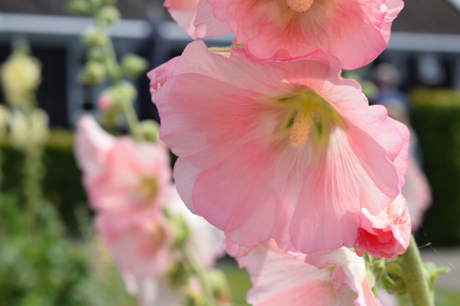 Nikon D3300 sample photo. Hollyhock, pink, flower photography