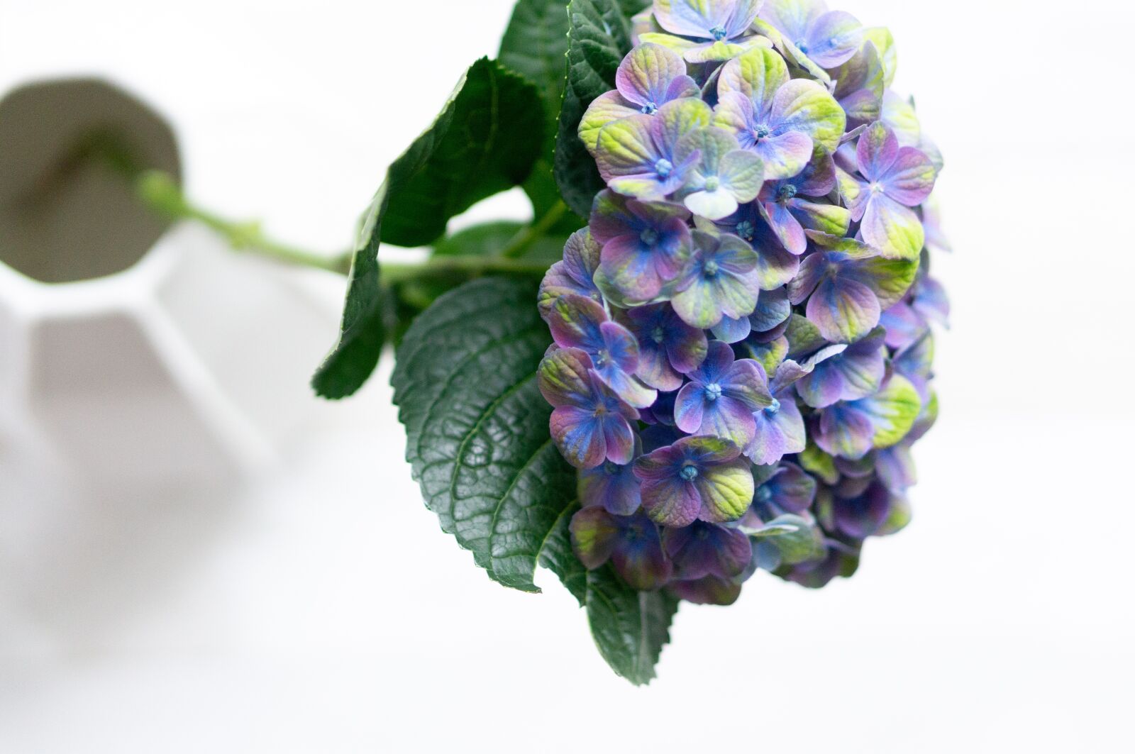 Sony Alpha NEX-5T sample photo. Hydrangea, violet, blossom photography