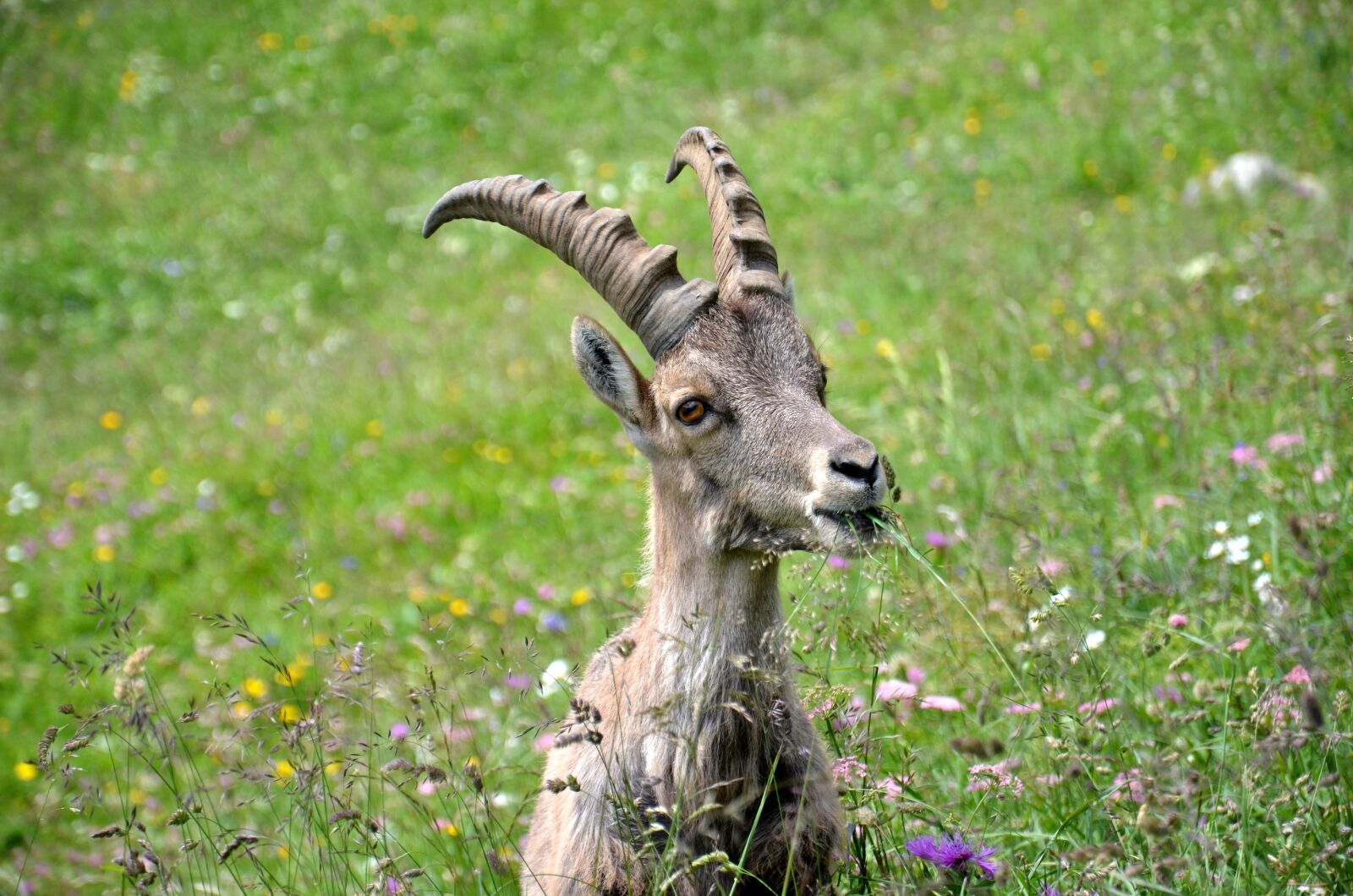 Nikon D5100 sample photo. Ibex, mammal, mammals photography