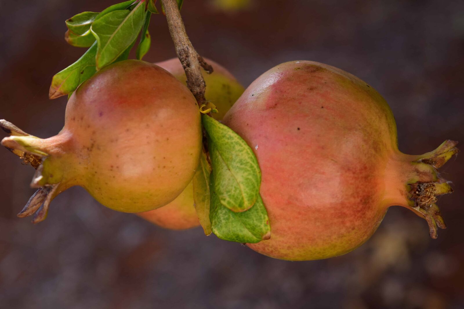 Nikon D3300 sample photo. Pomegranate, food, fruit, nature photography