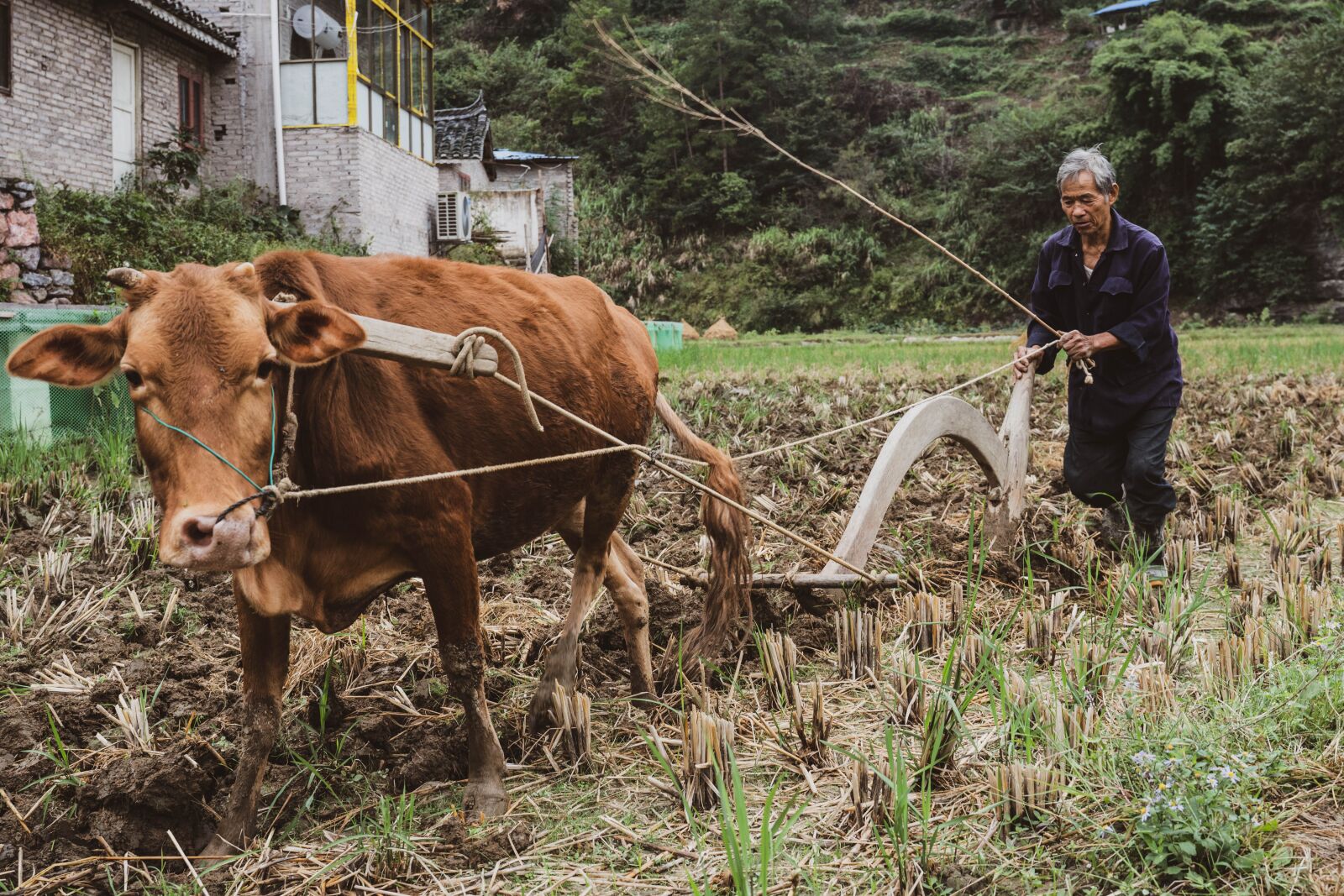 Sony a6300 + Tamron 28-75mm F2.8 Di III RXD sample photo. Cow, china, plow photography