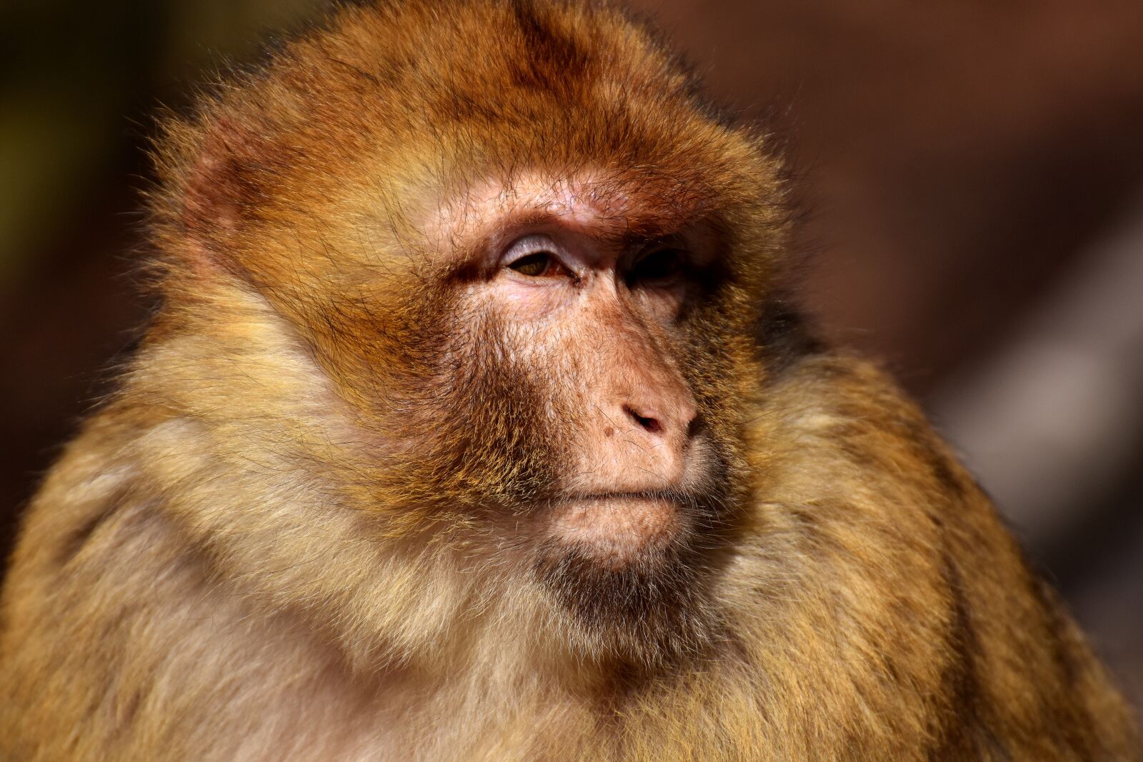 Nikon D7200 sample photo. Barbary ape, endangered species photography