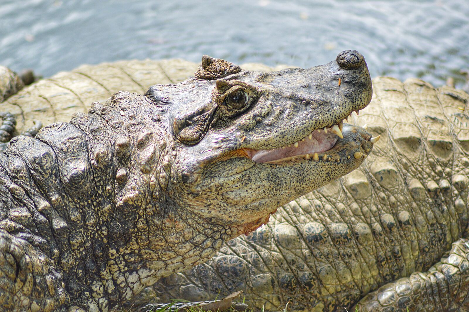 Nikon D3200 sample photo. Alligator, animal, crocodile photography