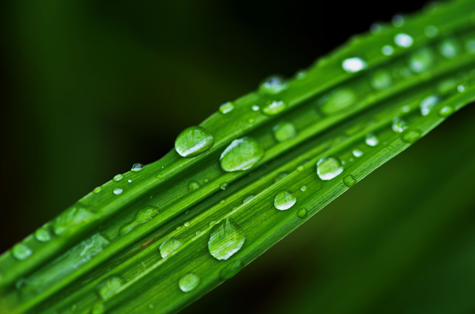 Nikon D5100 sample photo. Rain, drops, water photography