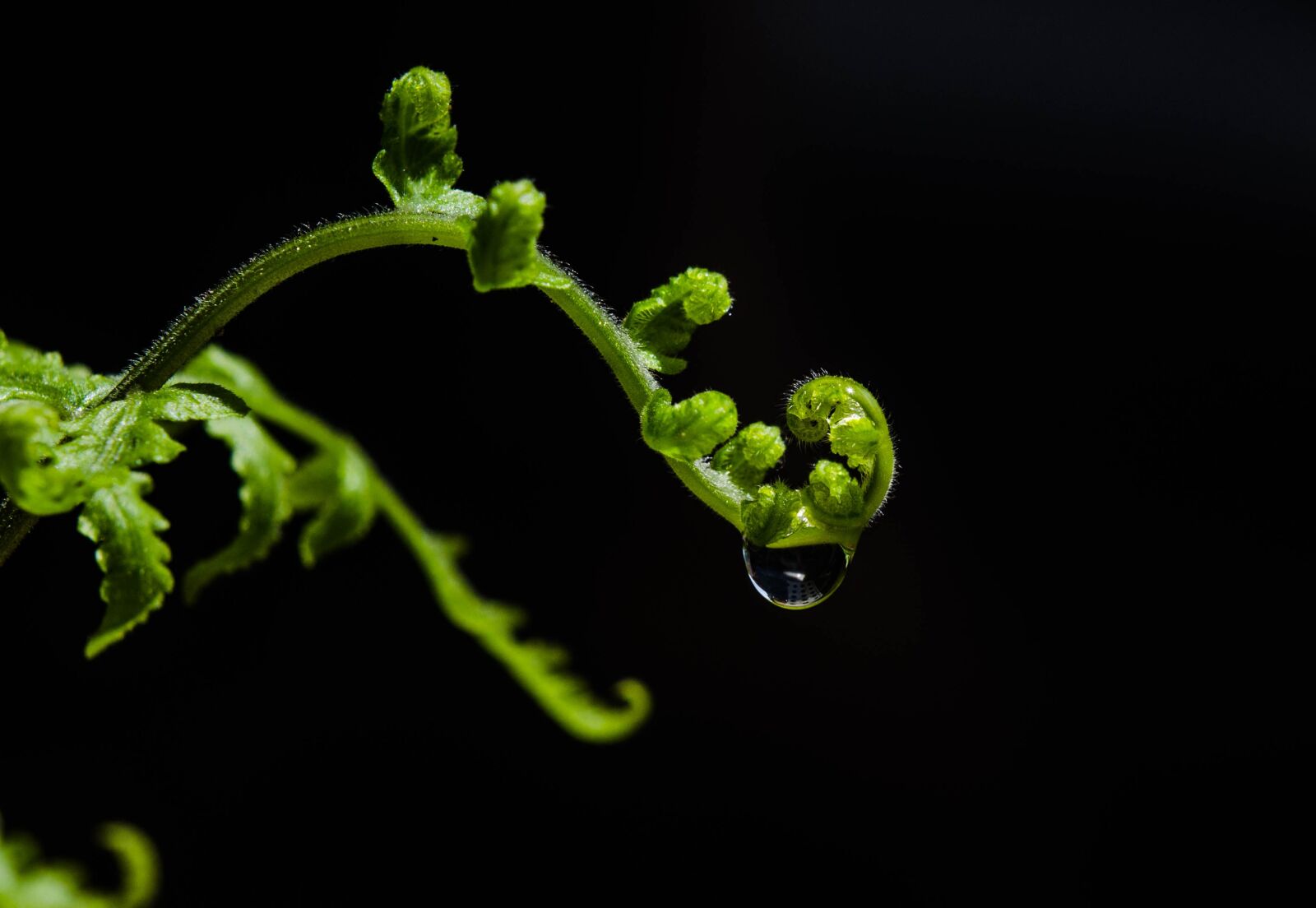 Nikon D7000 sample photo. Leaf, close up leaf photography