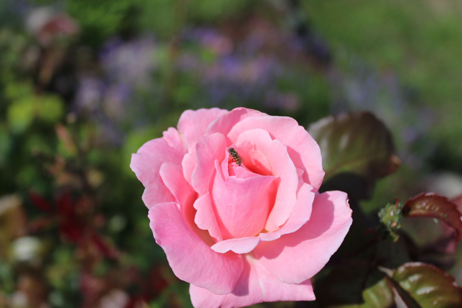 Canon EOS 700D (EOS Rebel T5i / EOS Kiss X7i) sample photo. Rose, flower, pink photography