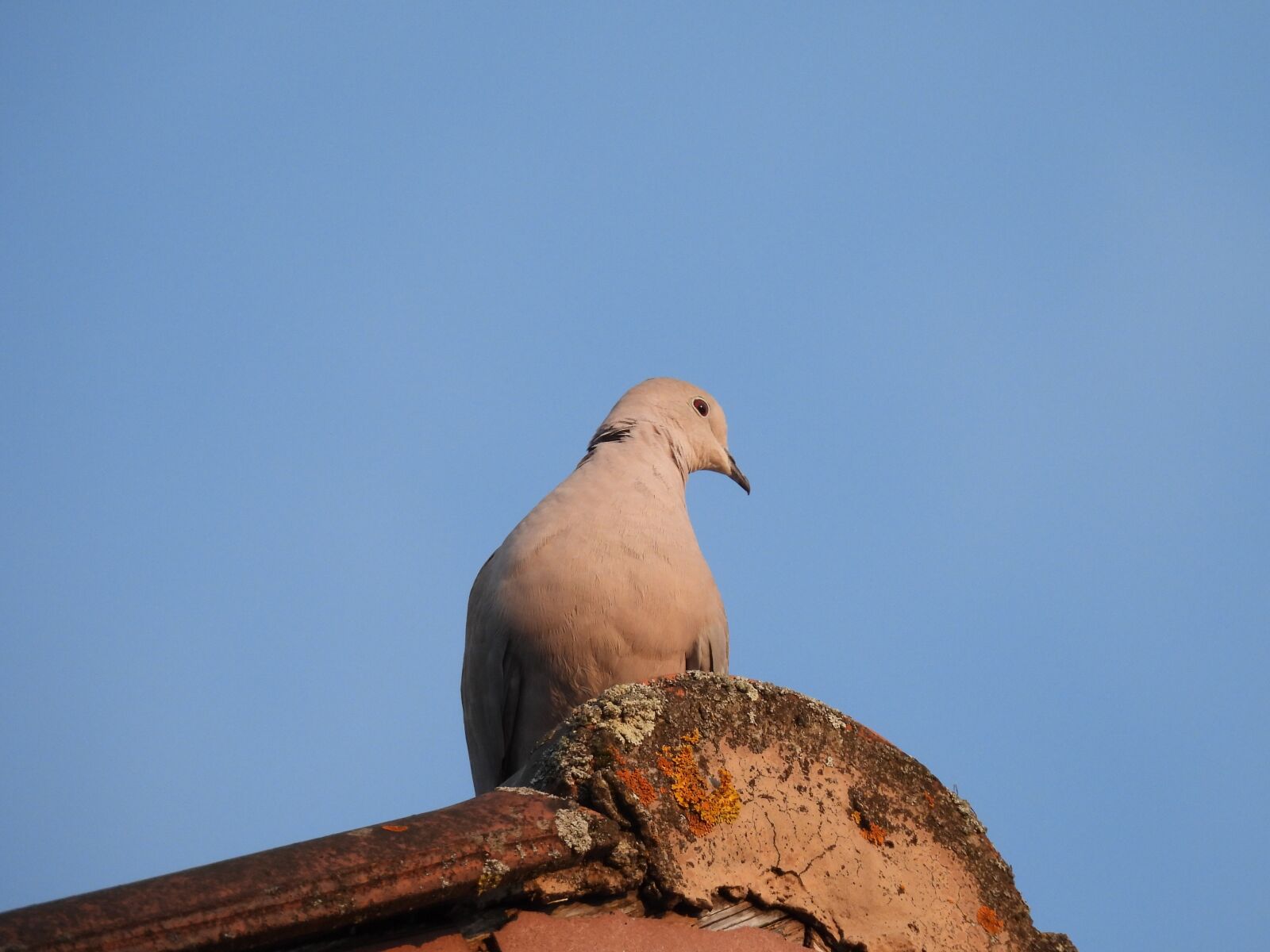 Nikon Coolpix P950 sample photo. Dove, roof, animal photography