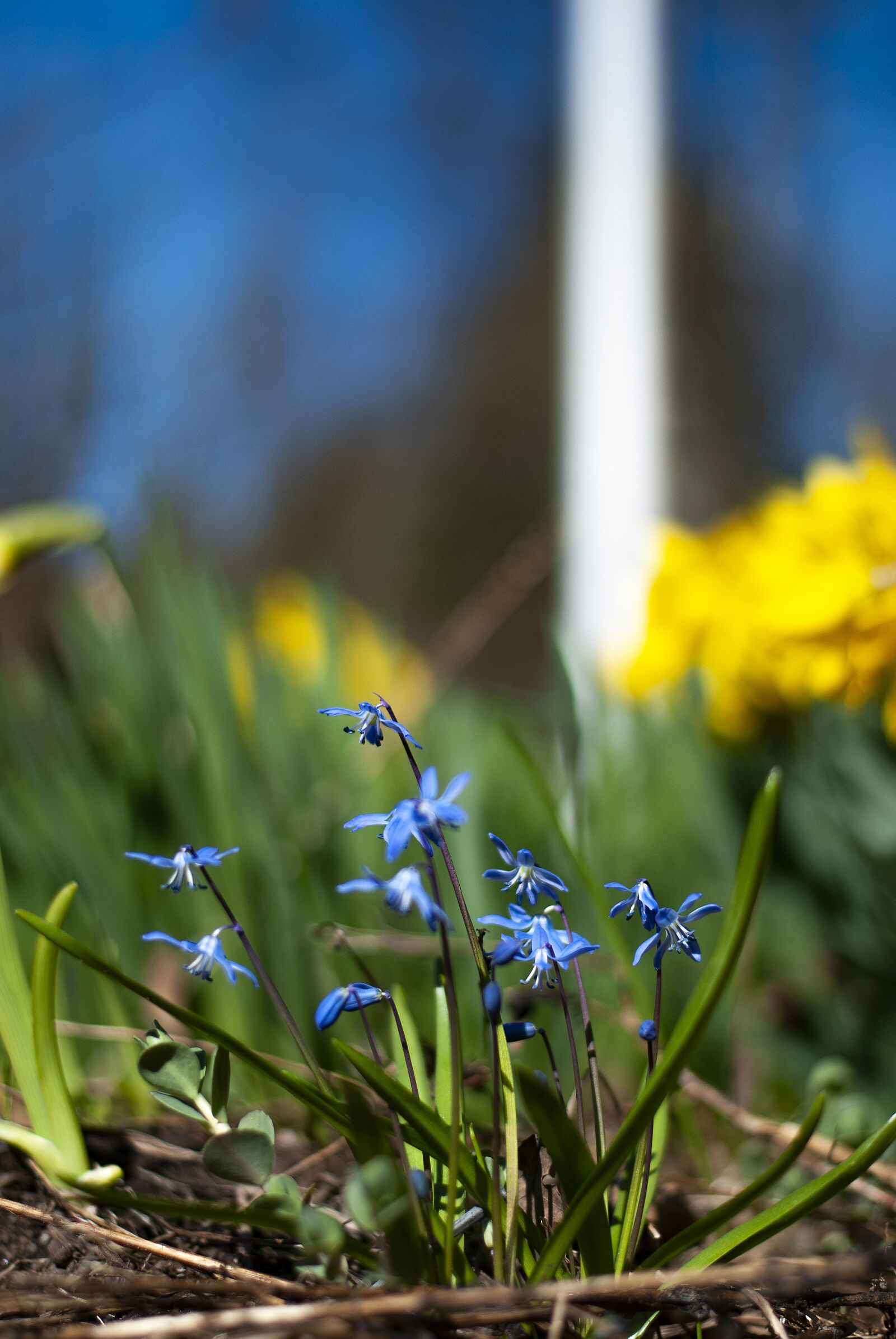 Nikon D80 sample photo. Spring, flower, spring flower photography