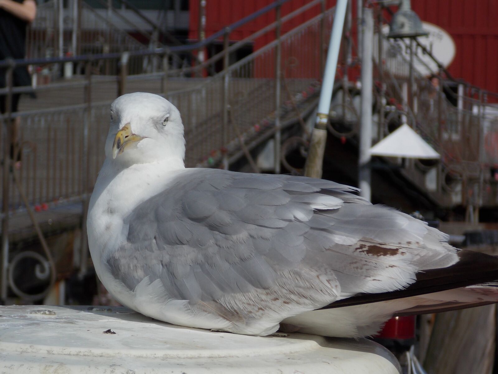 Nikon Coolpix L810 sample photo. Seagull, port, bird photography