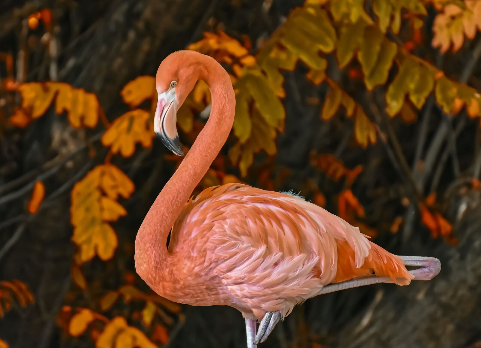 Nikon D7200 sample photo. Flamingo, bird, colorful photography