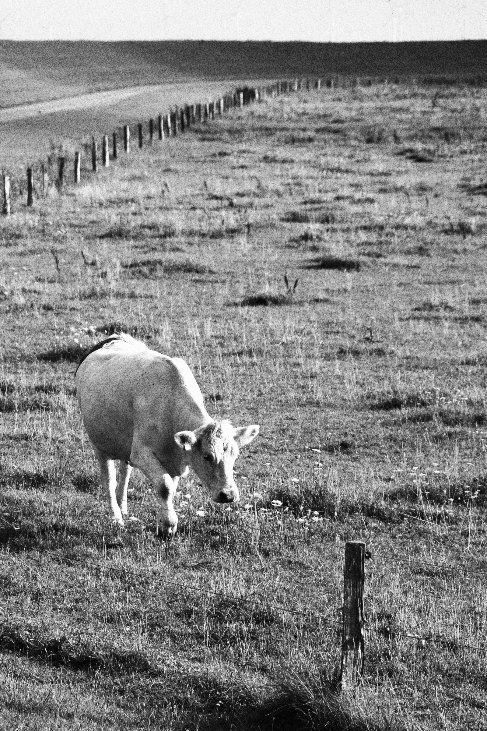 Canon EF-S 18-135mm F3.5-5.6 IS USM sample photo. Cow, pasture, field photography
