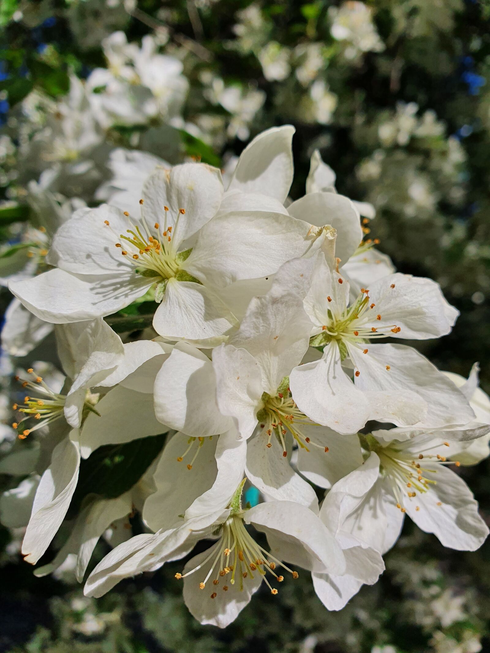 Samsung Galaxy S10 sample photo. Apple tree, apple, white photography