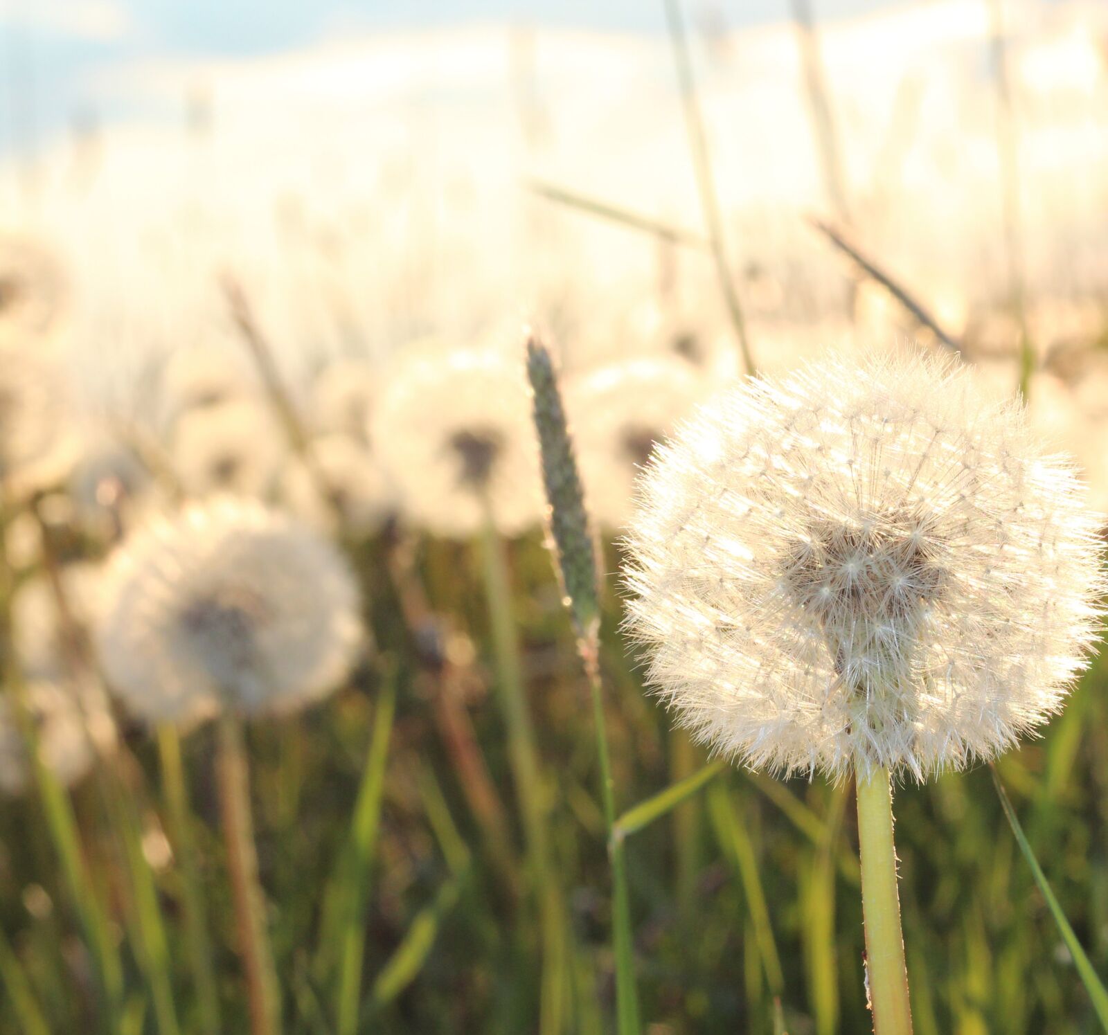 Canon EOS 600D (Rebel EOS T3i / EOS Kiss X5) + Canon EF 50mm F1.8 STM sample photo. Dandelions, field, nature photography