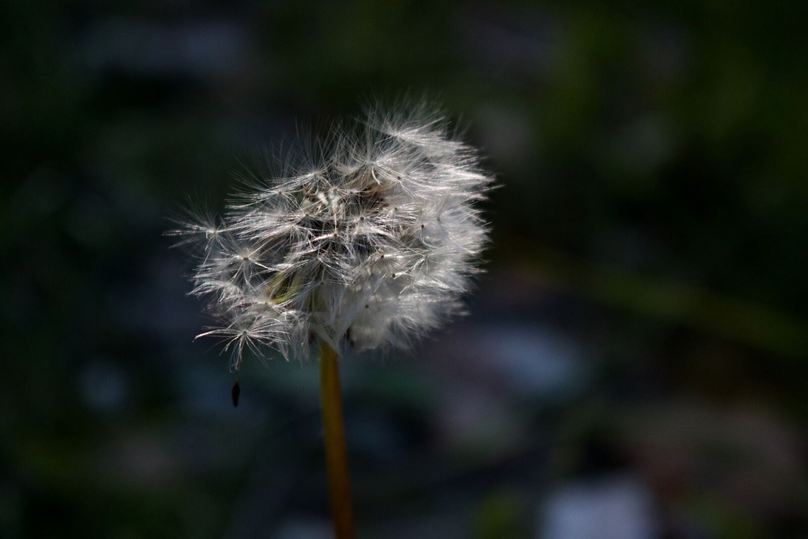 Canon EOS 750D (EOS Rebel T6i / EOS Kiss X8i) sample photo. Dandelion, weed, garden photography