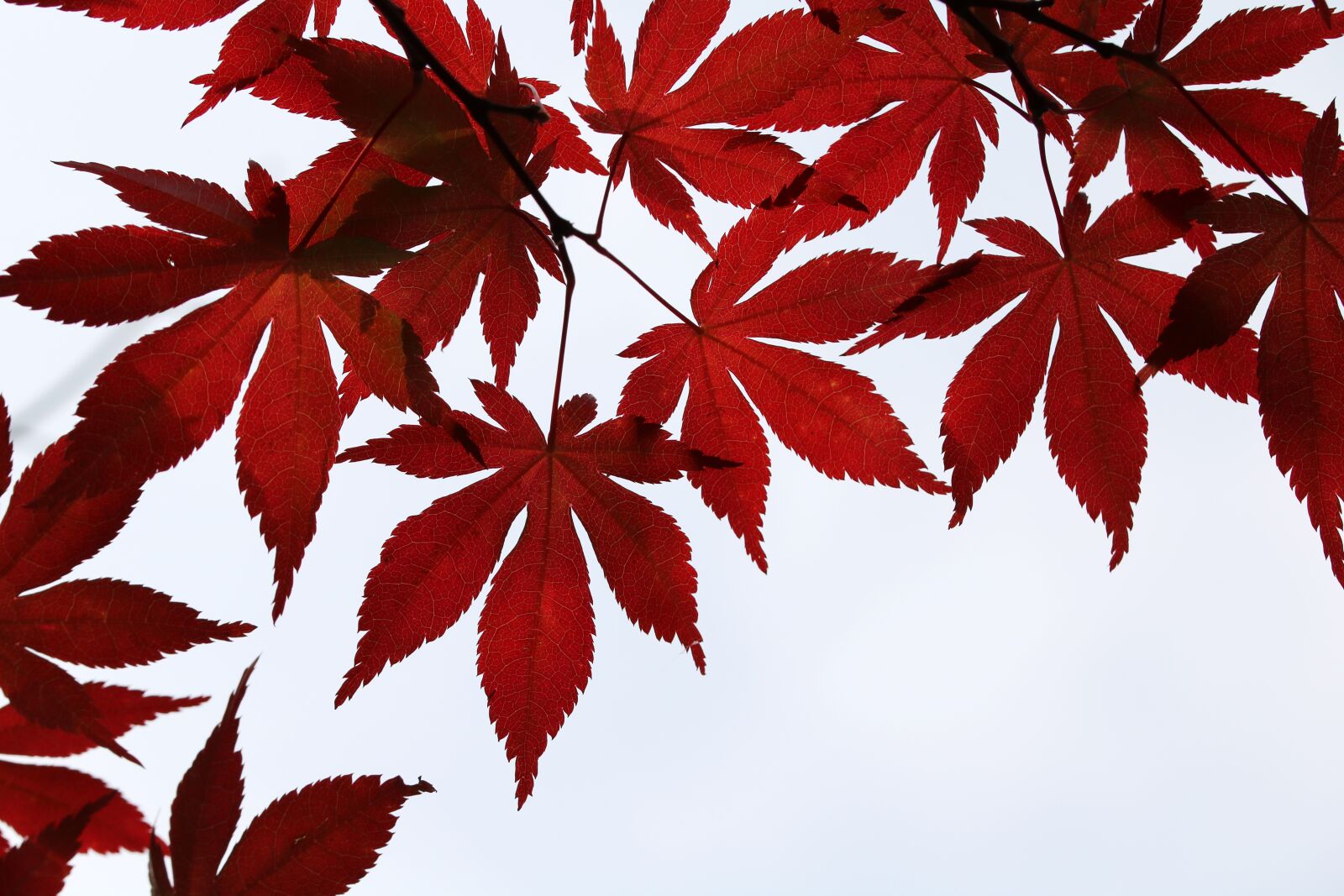 Canon EOS 750D (EOS Rebel T6i / EOS Kiss X8i) sample photo. Autumn leaves, maple, the photography