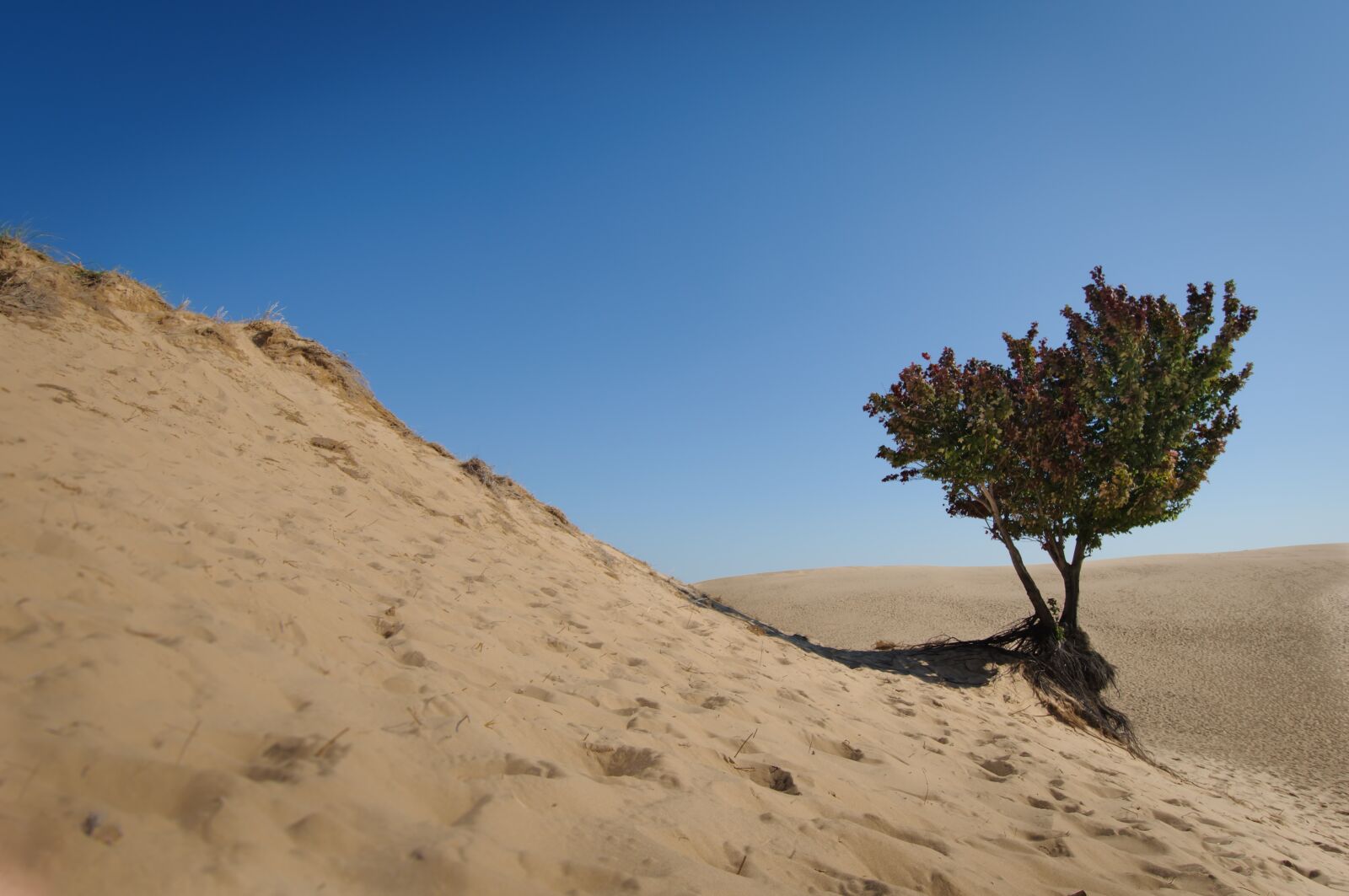 Nikon D300S sample photo. Desert, sand, nature photography