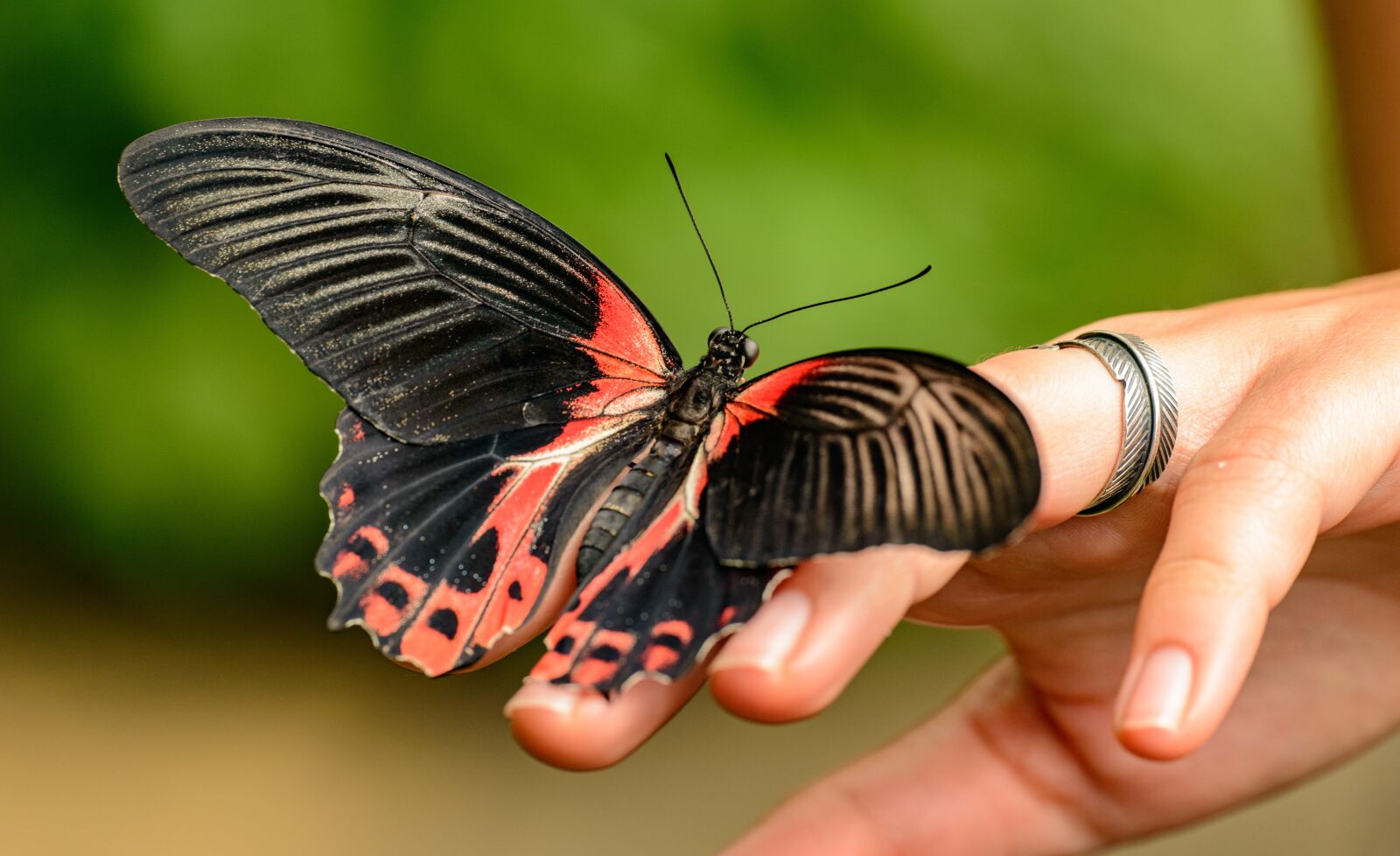 Nikon D800E sample photo. Butterfly, hand, tropical photography