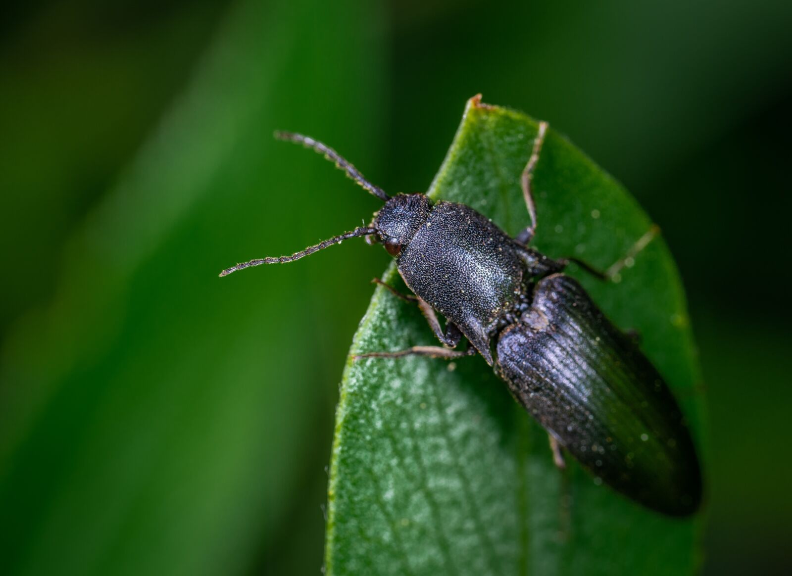 #124 65/2.8 sample photo. Beetle, insect, coleoptera photography