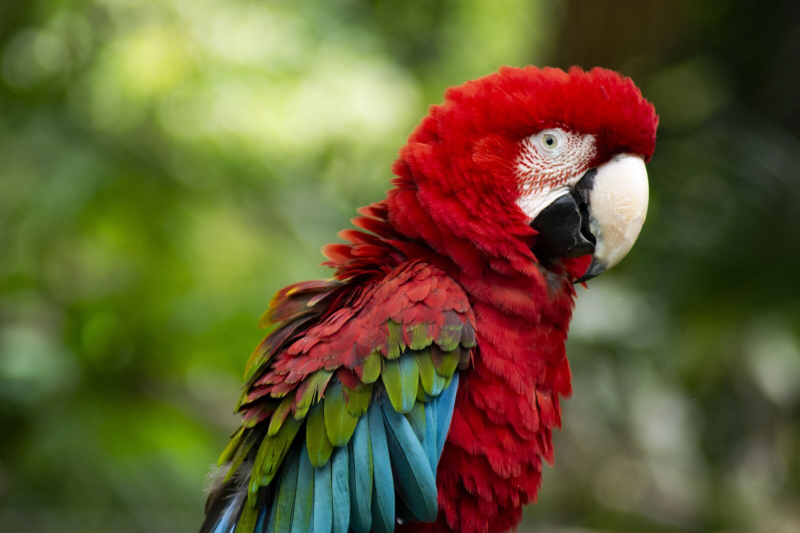 Nikon D5300 sample photo. Bird, parrot, peak photography