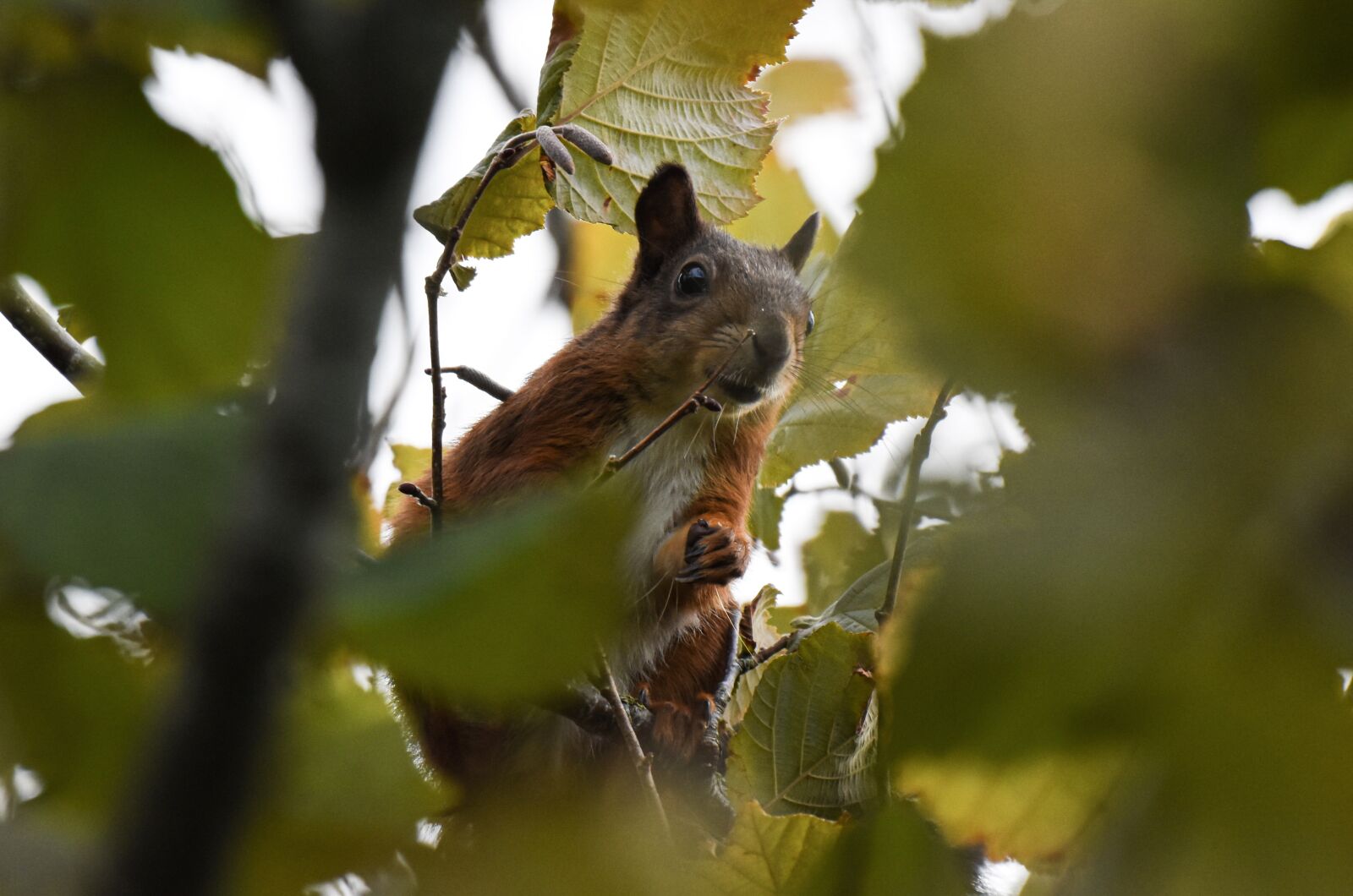 Nikon D5500 sample photo. Squirrel, mammal, rodent photography
