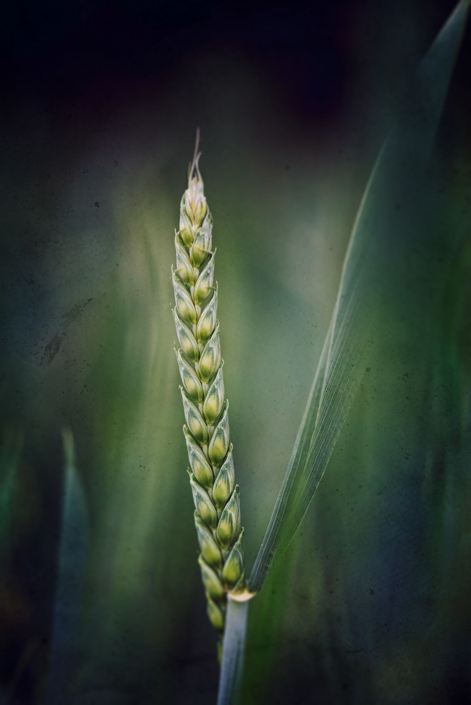 Nikon D750 sample photo. Natur, green, field photography