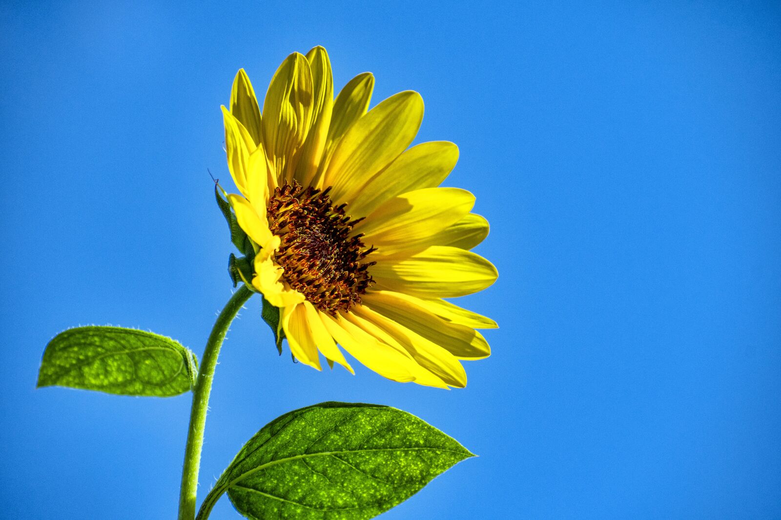 Nikon D500 sample photo. Sunflower, flower, yellow flower photography