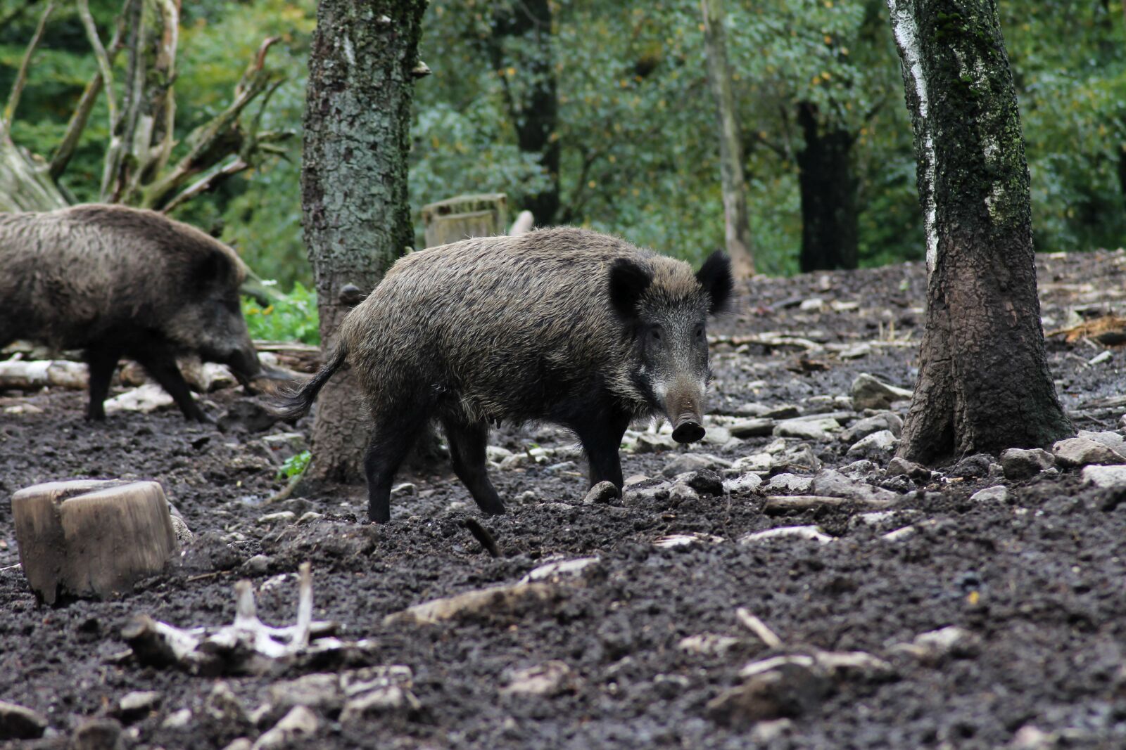 Canon EOS 1100D (EOS Rebel T3 / EOS Kiss X50) sample photo. Boar, animal, wild photography