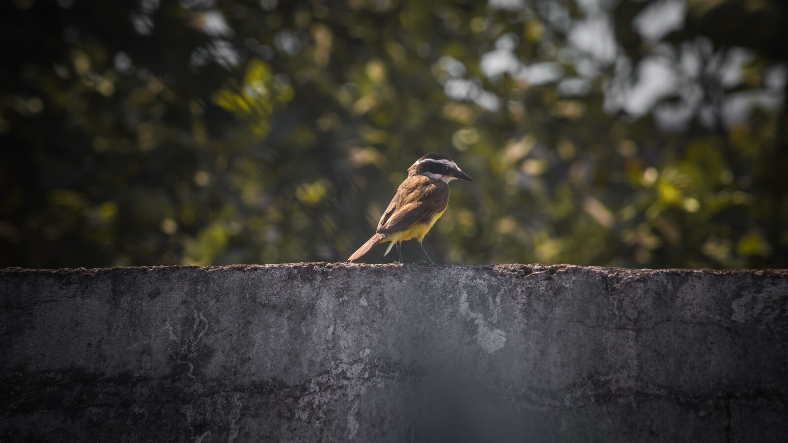 Nikon D610 sample photo