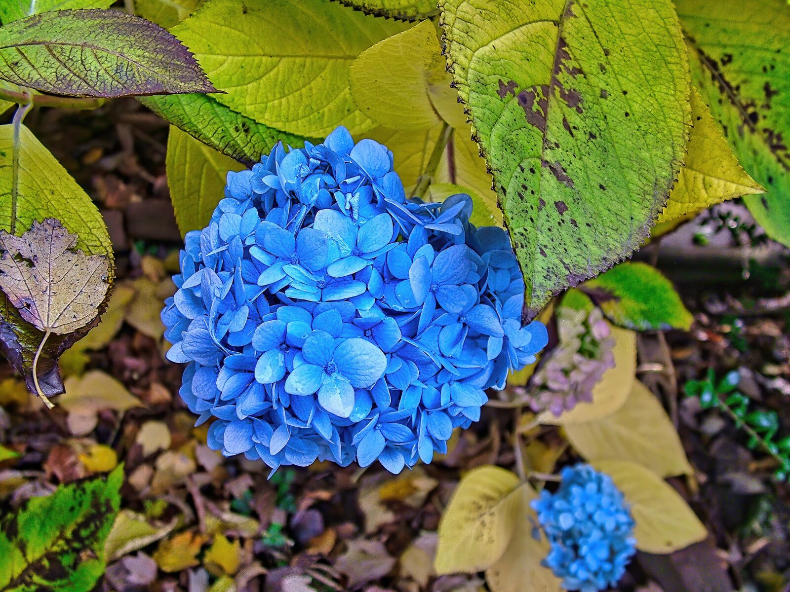 Fujifilm FinePix S7000 sample photo. Blue, flower, petals photography