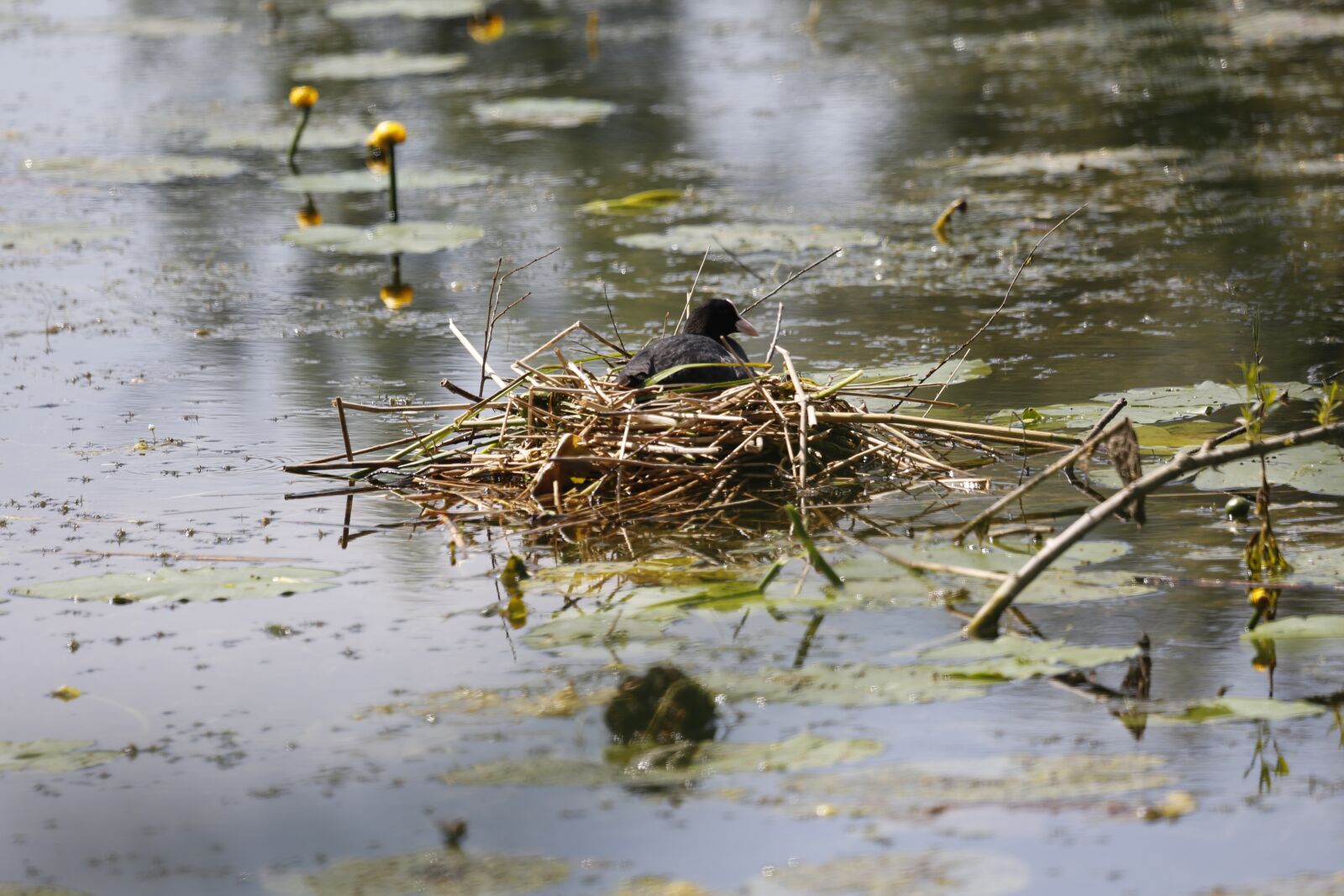 Canon EF 100-400mm F4.5-5.6L IS USM sample photo. Bird, water, nest photography