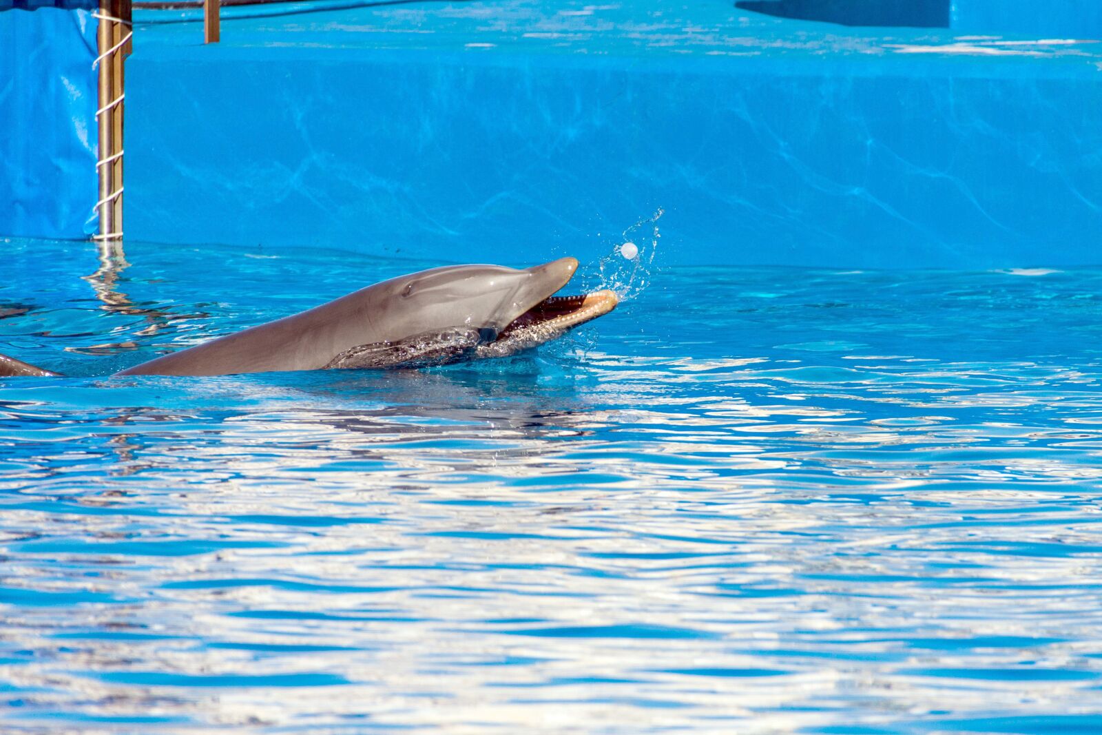 Canon EOS 50D sample photo. Spain, valencia, ozeaneum photography