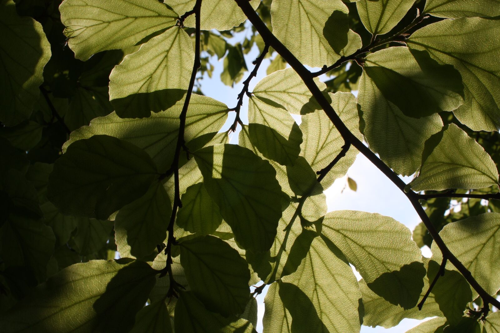 Canon EOS 450D (EOS Rebel XSi / EOS Kiss X2) sample photo. Sun, shadow, leaves photography
