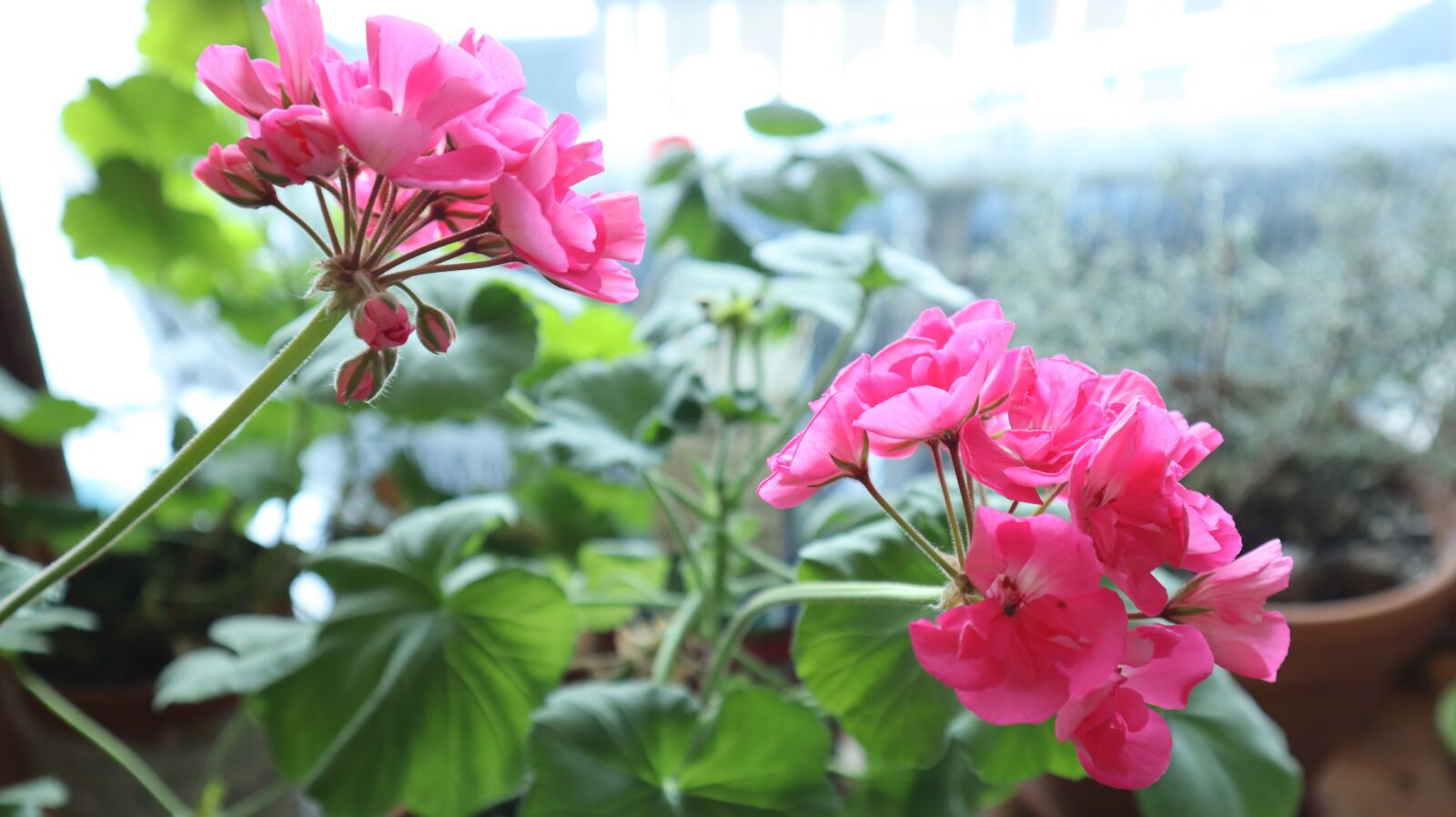 Canon EOS M50 (EOS Kiss M) sample photo. Pink, geraniums, garden photography
