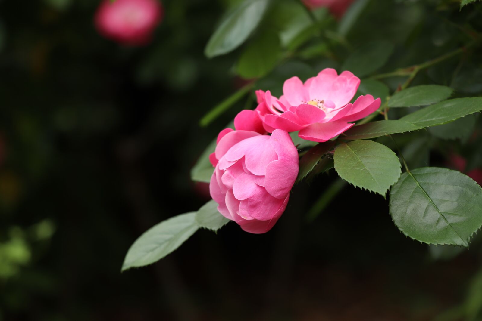 Canon EOS 77D (EOS 9000D / EOS 770D) sample photo. Rose, flower, nature photography