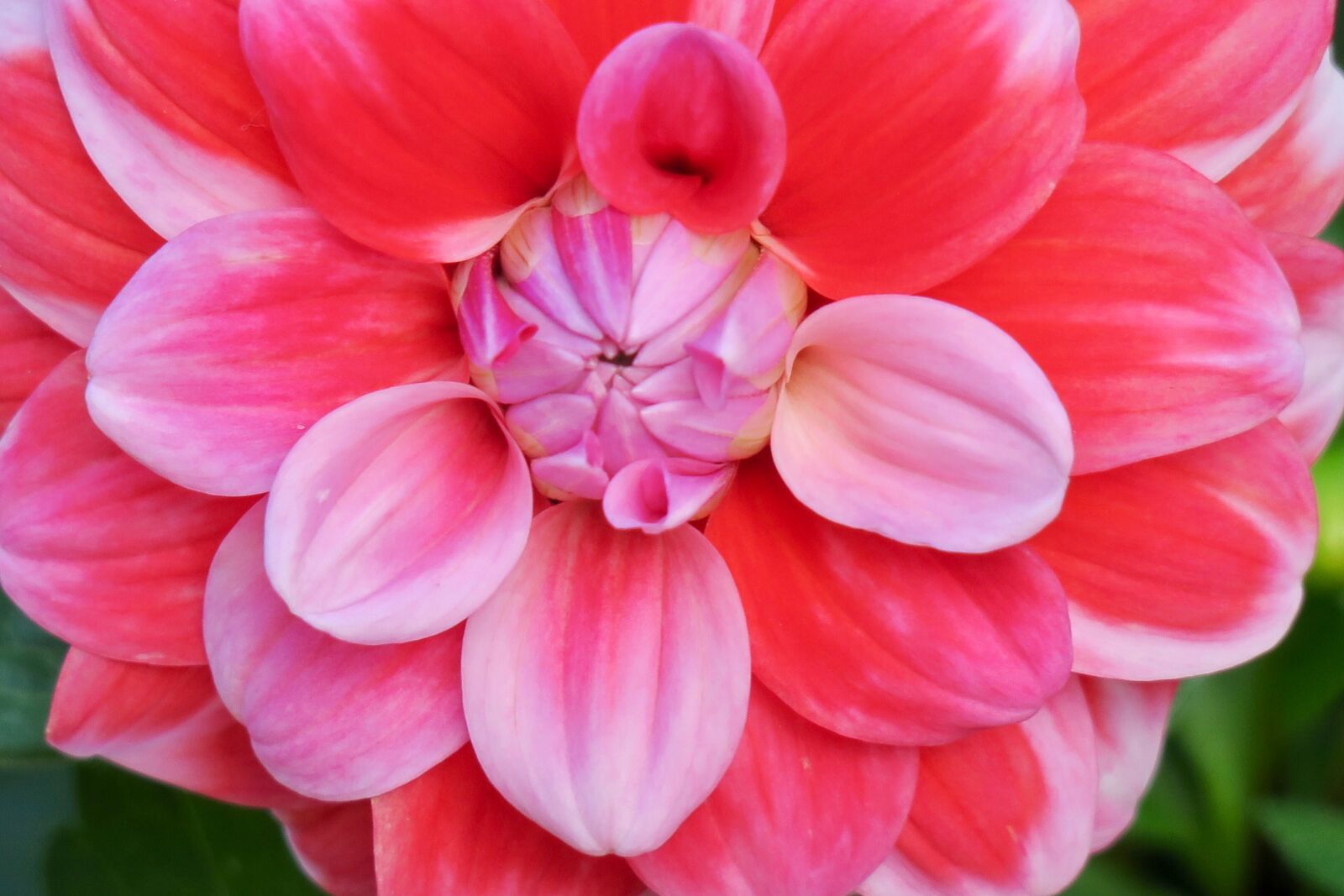 Canon PowerShot G3 X sample photo. Flower, nature, garden photography