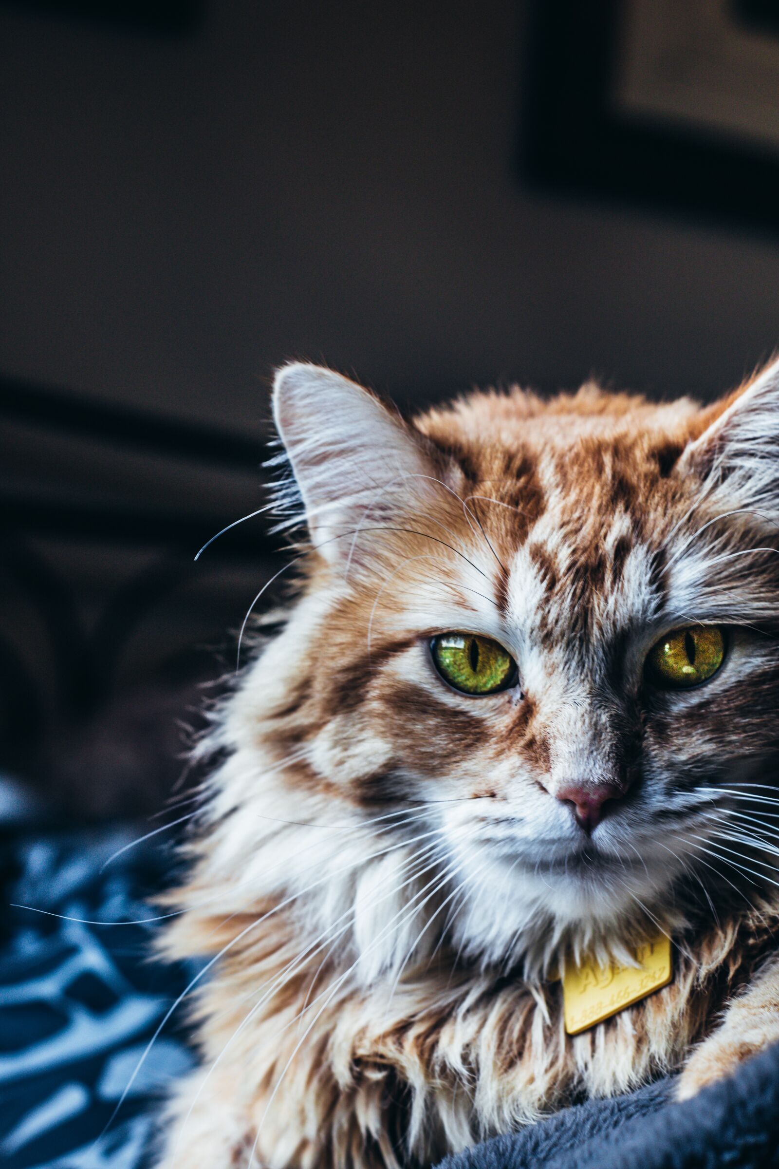 Canon EOS 70D sample photo. Cat, eyes, pet photography