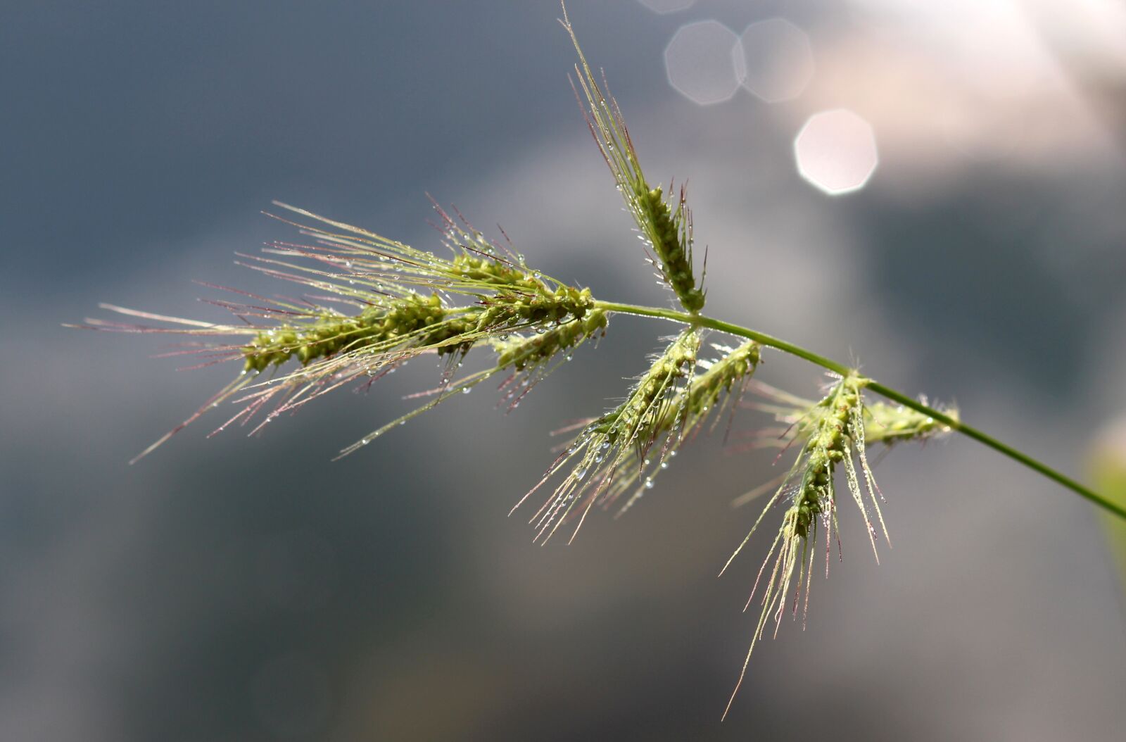 Canon EOS 700D (EOS Rebel T5i / EOS Kiss X7i) + Canon EF 85mm F1.8 USM sample photo. Barley, plant, green photography