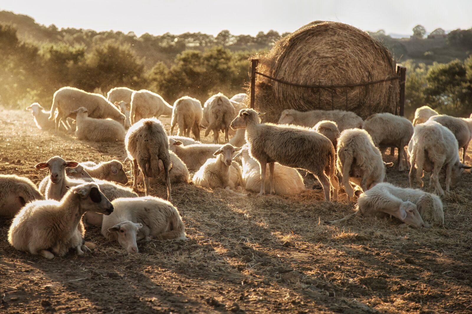 Canon EF 24-105mm F4L IS USM sample photo. Sheep, fold, light photography