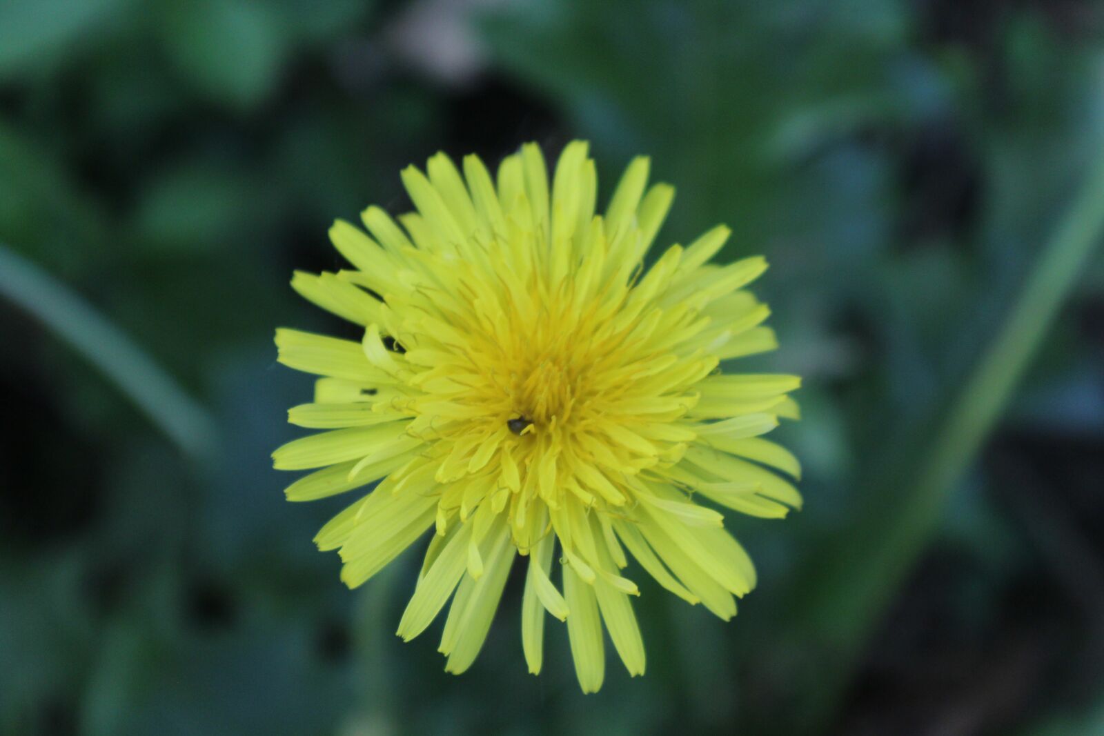 Canon EOS 1200D (EOS Rebel T5 / EOS Kiss X70 / EOS Hi) sample photo. Yellow, flower, sunflower photography