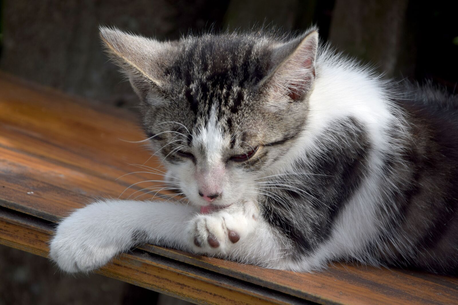 Nikon D3300 sample photo. Cat, domestic cat, animals photography